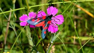 Пестрянка таволговая