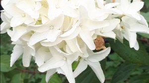 Осенняя обрезка метельчатой гортензии Скайфолл.