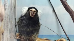 Маленький прыгун в большом мире: в мини-зоопарке Советского района появился игрунок Макарушка