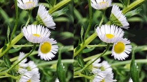 Загадки цветочной поляны