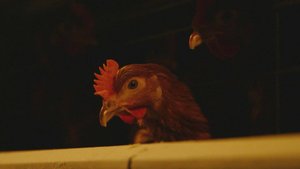 ПТИЧЬЕГО ГРИППА – НЕТ!