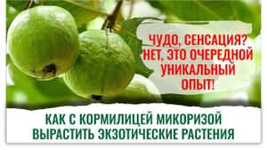 Опыты, давшие прекрасный результат! Замени импортные удобрения Кормилицей Микоризой. Смотри видео