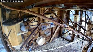 Белки Бельчатник