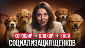Социализация щенков: что нужно знать владельцу собаки?