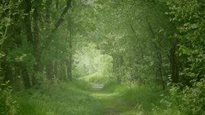 Air - Johann Sebastian Bach