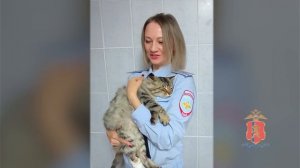 В Красноярском крае полицейские выходили раненого уличного кота и теперь ищут ему новых хозяев