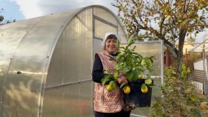 Сельская жизнь на юге | Осенние посадки в теплице | Запахали горчицу