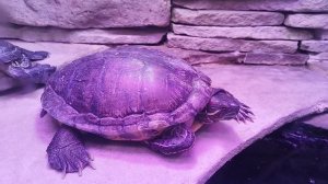 сонные черепахи