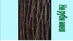 Срубаем весь лес !!