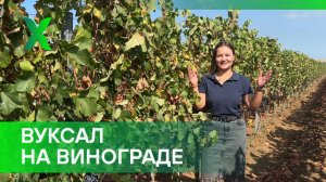 Вуксал на винограде