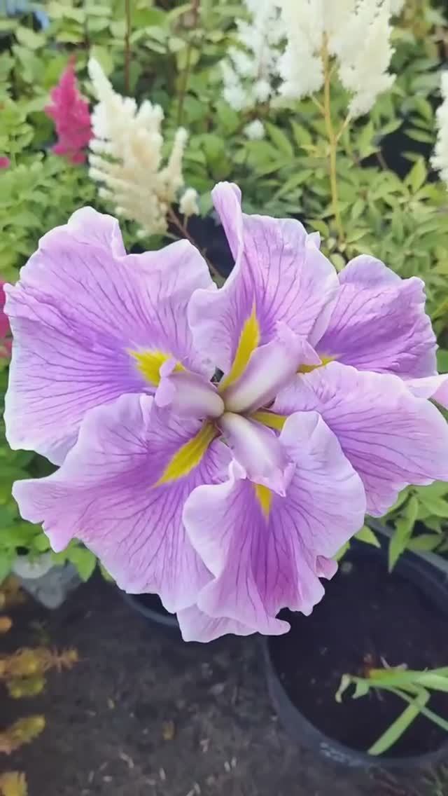 ирис японский Dinner Plate 'Pecan Pie' (Пекан Пай)