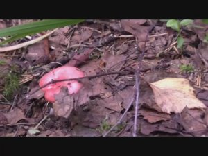 Летние грибы. Собираем Лисички, Сыроежки.