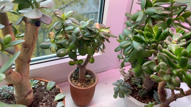 Прогулка в садике с толстянками. Осень, дождь и счастье!! смотреть онлайн