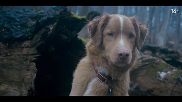 Глазами пса - русский трейлер 2025