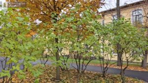 Осень в Педиатрическом (КРАСИВОЕ)