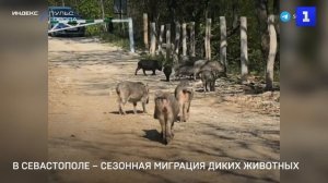 В Севастополе – сезонная миграция диких животных