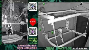 Волнистые попугаи 🦜🦜🦜 | авиарий на балконе📍