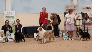 25.10.2025, СПб. Клуб "Северная Венеция-1" (РКФ, РФОС"). Выставка собак САС 1 группы FCI