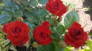 27.10.25 в саду на Трех холмах