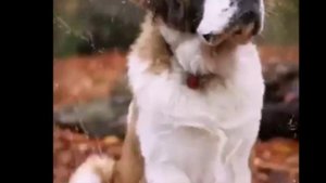 Тигр или Белый медведь