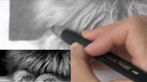 Кот чб Часть 25 Портрет слева без комментирования ч 1