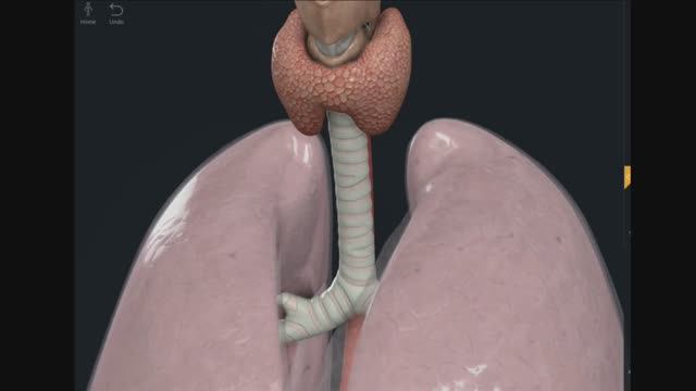 ПРЕТРАХЕАЛЬНАЯ БЛОКАДА смотреть онлайн