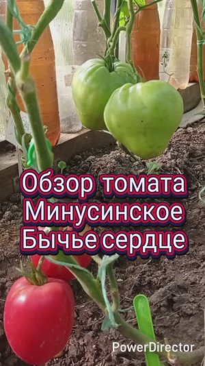 Обзор_и_дегустация_томата_Бычье_сердце_Минусинское