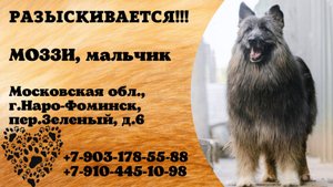 Пропала собака! МОЗЗИ. Мальчик. Московская обл,  г. Наро-Фоминск