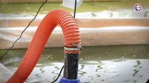 О выращивании микроводорослей севастопольскими учеными (Море интересного. 29 октября 2025)