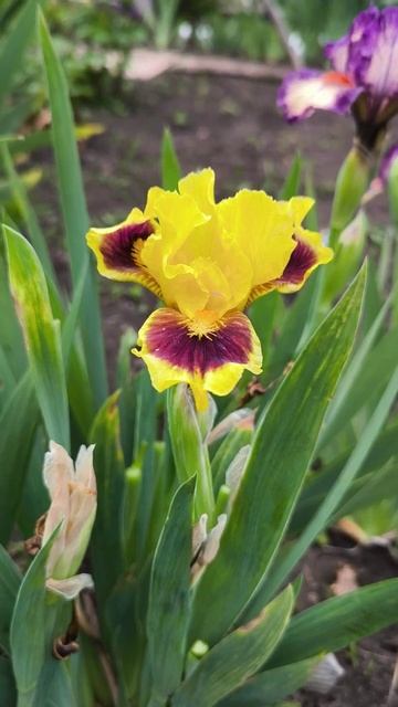 ирис карликовый (SDB) 'Jazzamatazz' (Heidi Blyth, 1986)