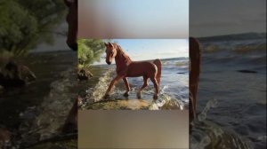 клип ,, дыхание,,