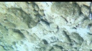 Заплыл в царство нептуна в сиамском заливе