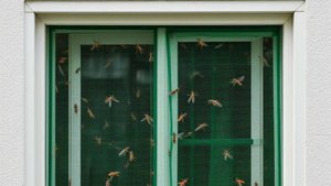 Как вариант: двойная москитная сетка вместо "антикошка"