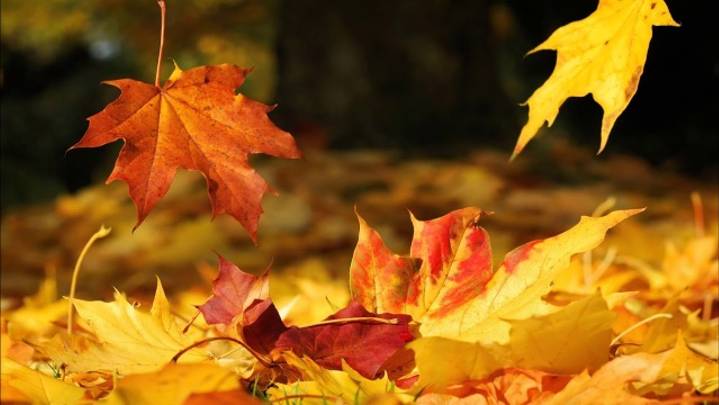 Осень - плутовка