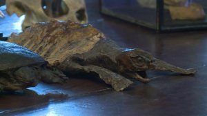 Между прочим. Гадский вопрос. Черепахи – это миролюбивые животные?