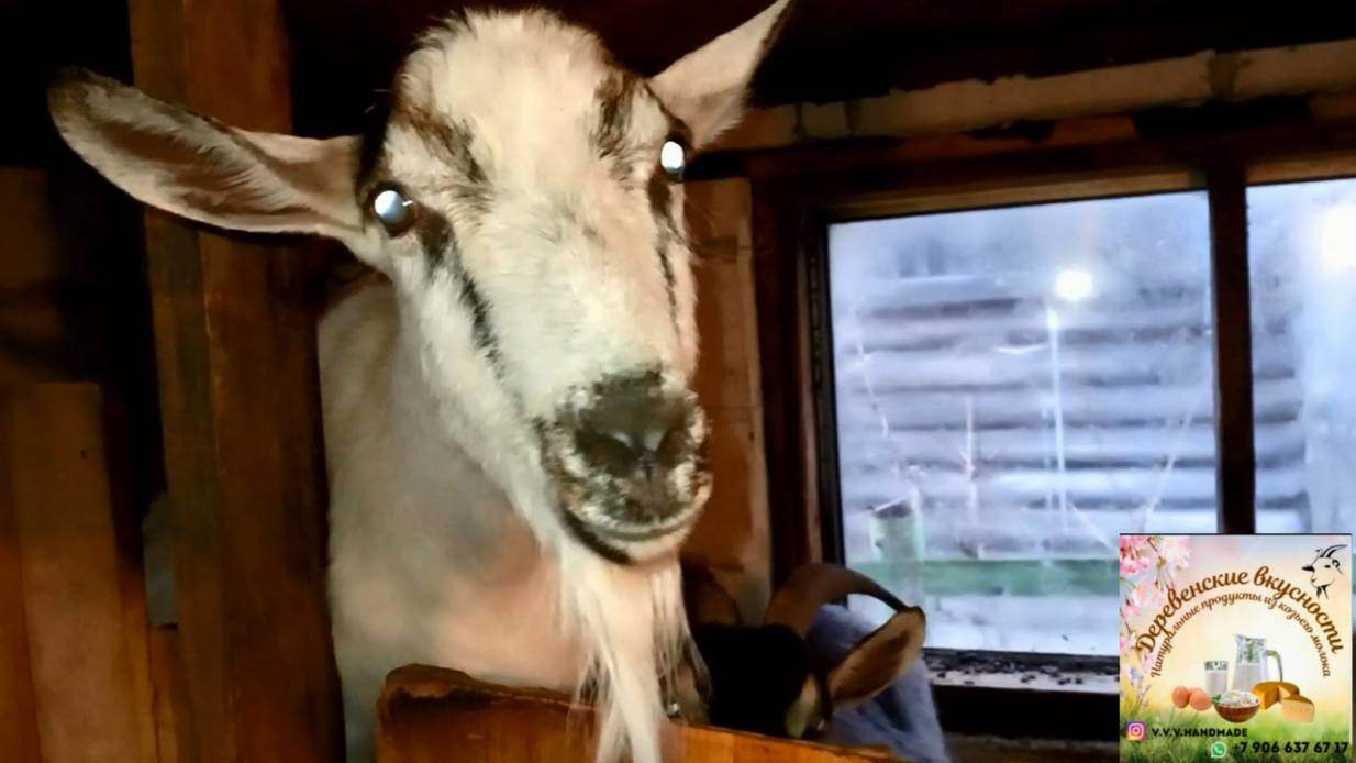 Про зерно про коз и снова про котов!!!