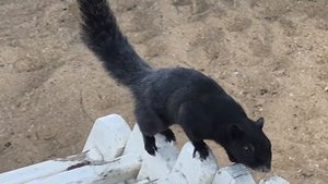 белочки тайланда