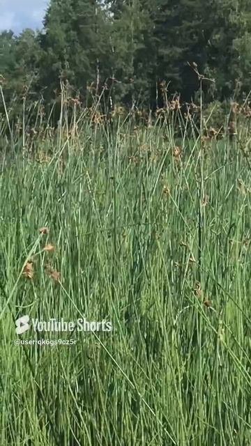 Ленинградская область. Хвойное. 10.07.2024. Заросли камыша (клубнекамыш)