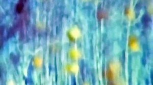 1986 год. Тюменская область. Конец октября в лесу