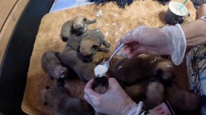 Как выкормить 10 щенков КАРЕЛО-ФИНСКОЙ ЛАЙКИ - 10-ЫЙ ДЕНЬ! :: How to FEED the cubs of FINNISH SPITZ?