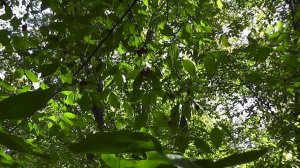 Сбор кизила.