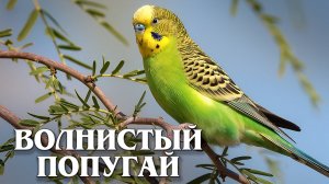 Волнистый Попугайчик: Маленький Путешественник Австралии | Интересные факты про волнистых попугаев