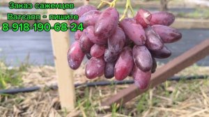 Вулкан - супер крутая ягода!!!