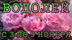 ВОДОЛЕЙ таро прогноз на неделю с 3 по 9 НОЯБРЯ 2025 года.