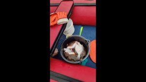 24 октября рыбалка на камбалу ,на реке Северная Двина .