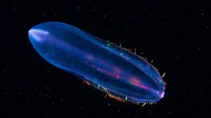 Морские обитатели, Арктики !