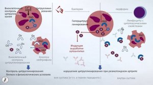 Лейхтер С.Н.  Метаболические нарушения при воспалительных заболеваниях пародонта часть 2