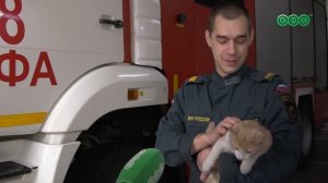 Ряды пожарных пополнил питомец: рыжий кот сам пришел к спасателям и стал членом команды