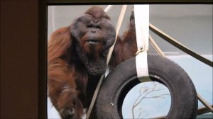 Орангутан Бату занят новой шиной и пытается её освободить от каната 27.10.2025