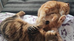 борьба за любимое местечко